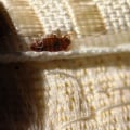Can You Save Furniture That Has Bed Bugs?