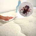 Still Sneezing Indoors? How to Get Rid of Dust Mites Effectively