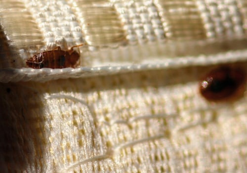 Can You Save Furniture That Has Bed Bugs?